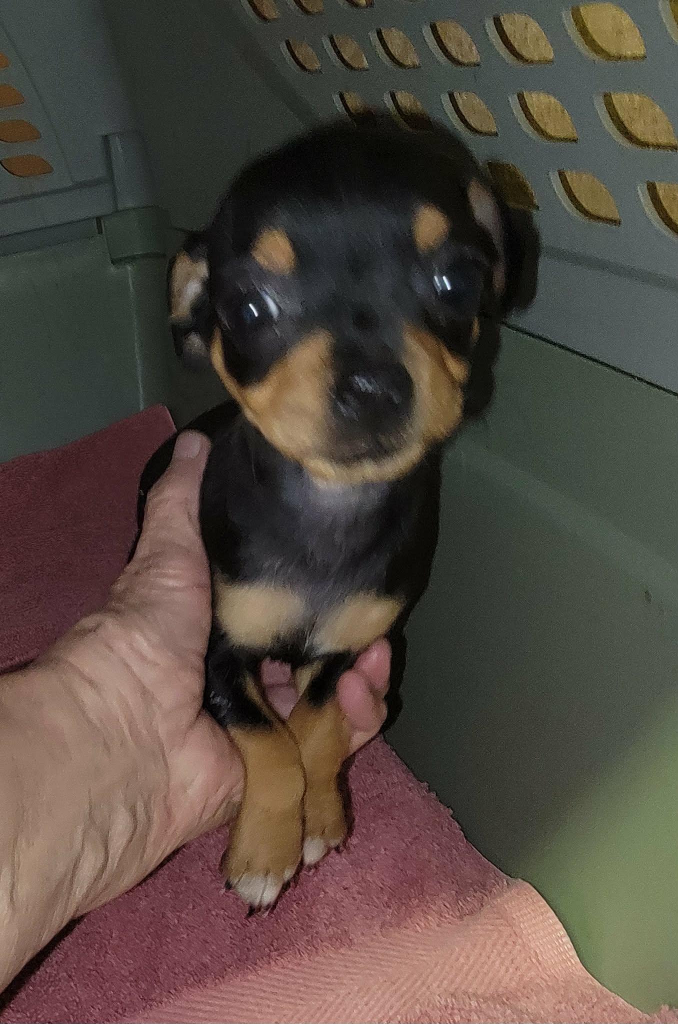 Glenda, an adopted Chihuahua in Van Alstyne, TX image 3/3