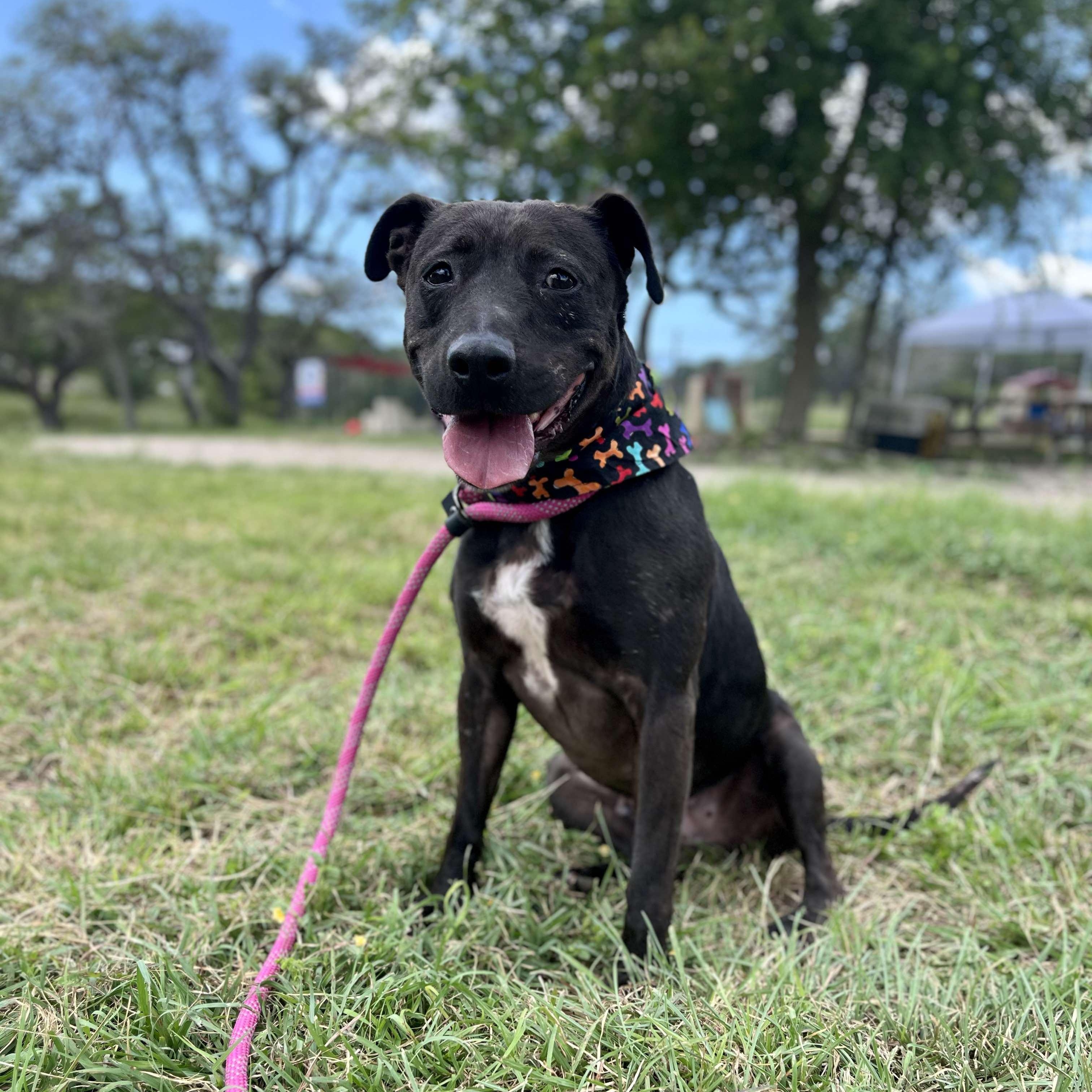 Darlin, a Adoptable American Staffordshire Terrier in Center Point, TX image 1/4