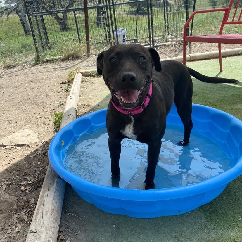 Darlin, a Adoptable American Staffordshire Terrier in Center Point, TX image 4/4