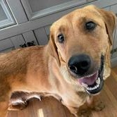 Magenta, Adult Female Labrador Retriever