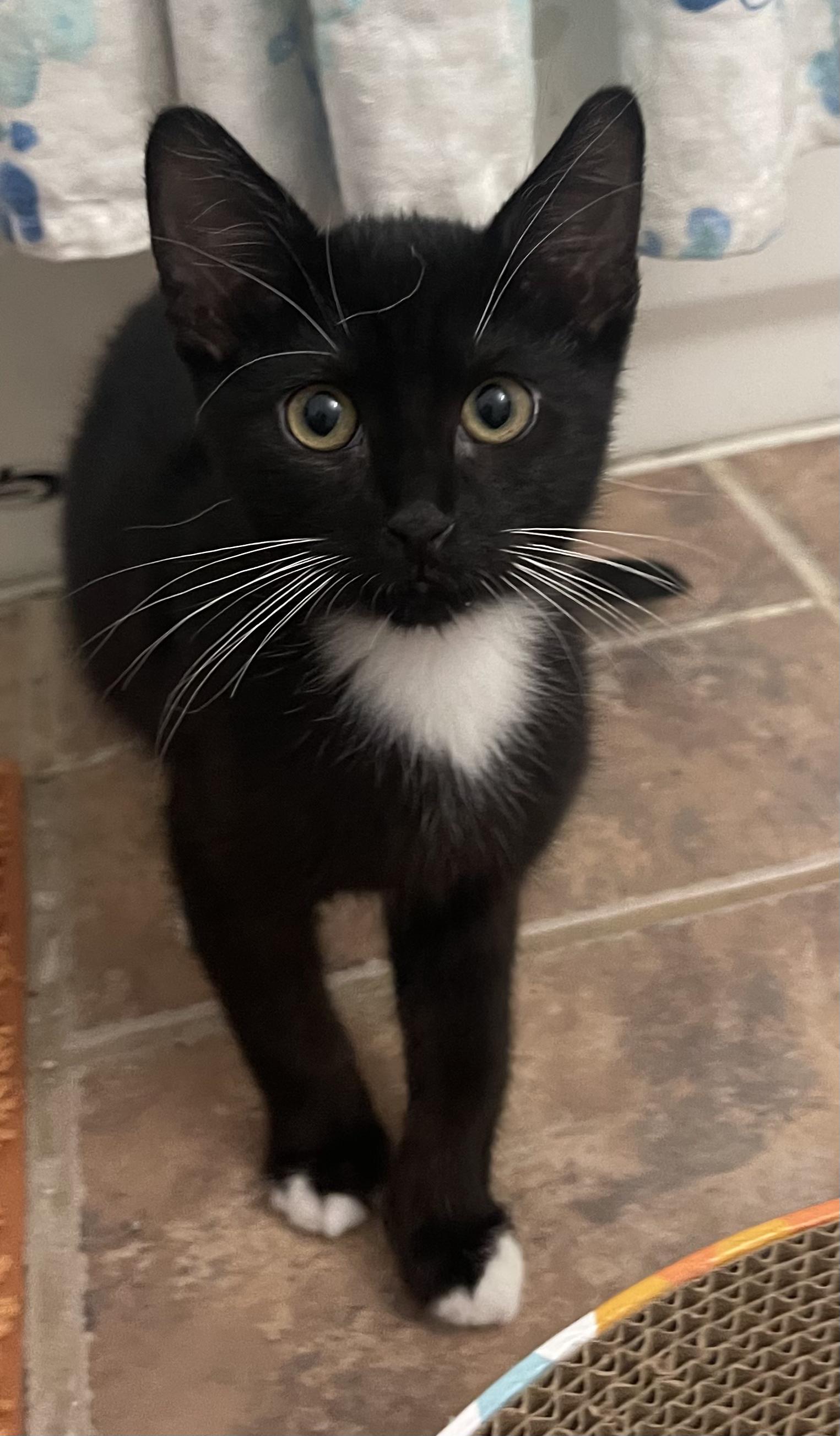 Arch-Portofino PetSmart