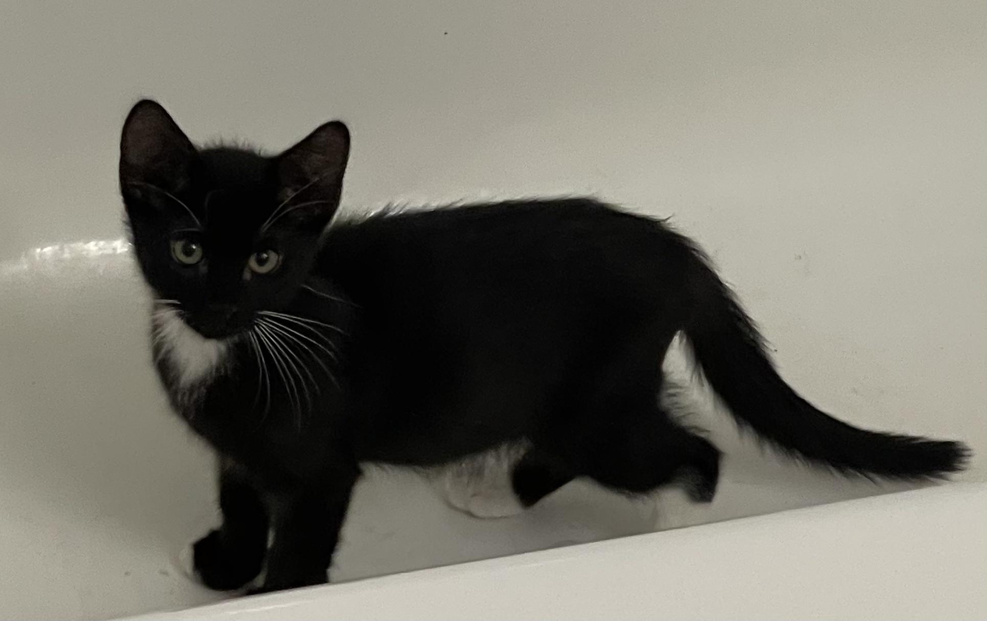Arch-Portofino PetSmart