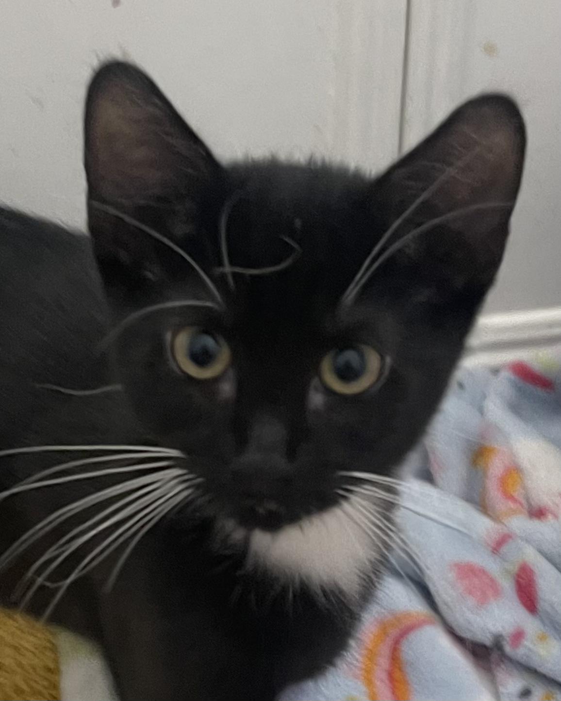 Arch-Portofino PetSmart