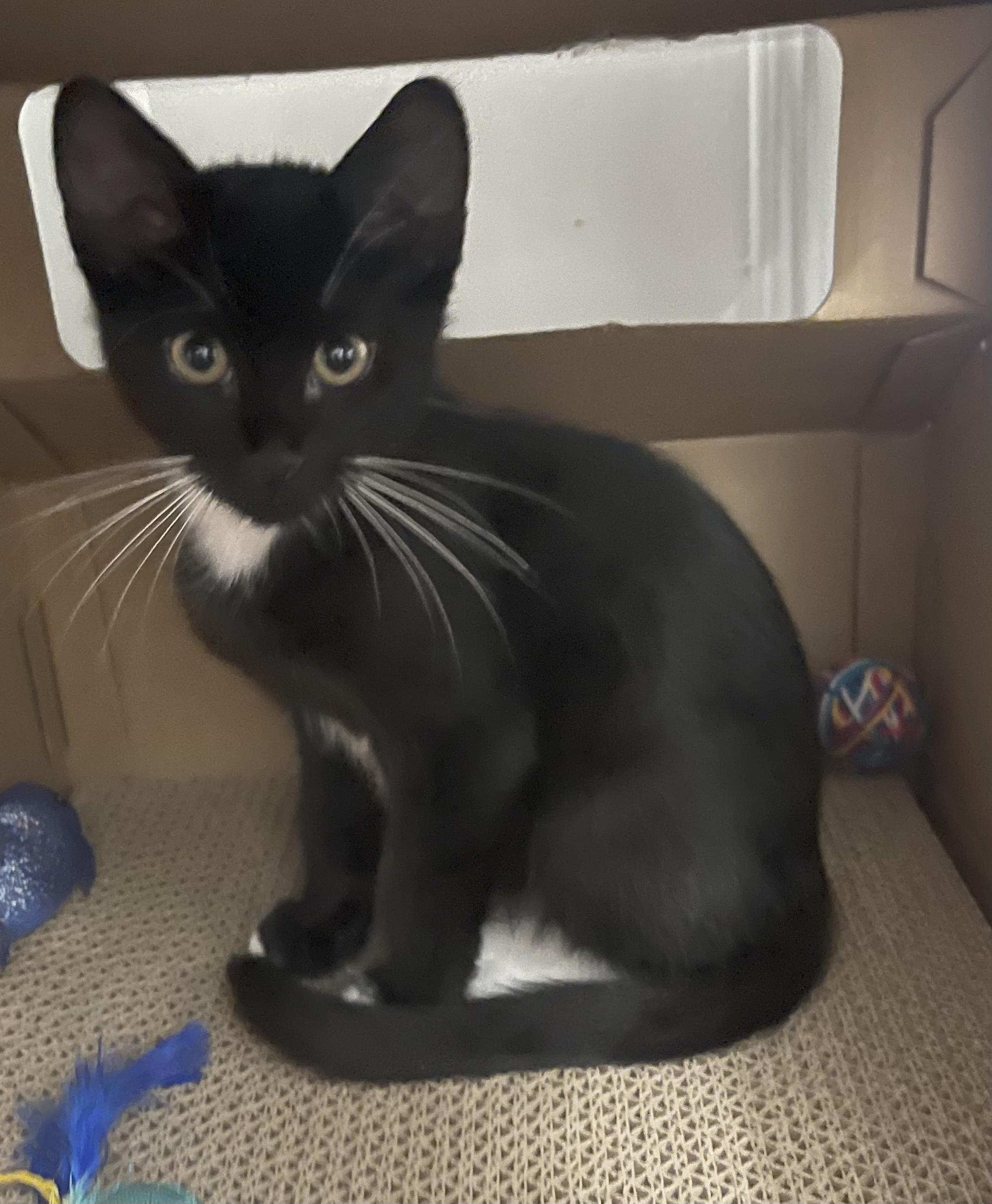 Arch-Portofino PetSmart