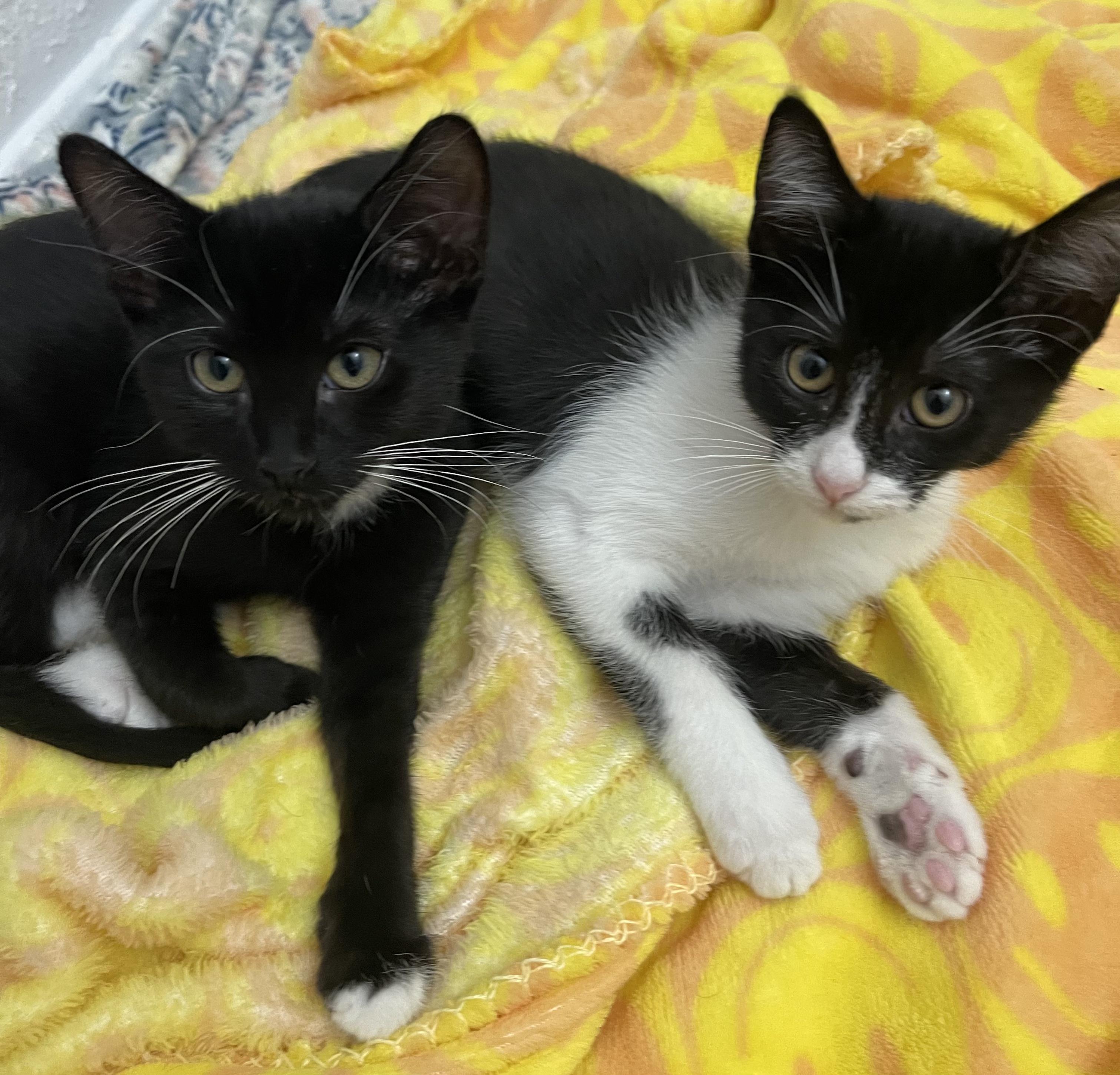 Arch-Portofino PetSmart