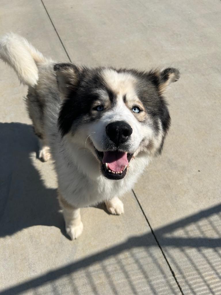 Chinook/Bear/Zeus, Adoptable, Young Male Husky.