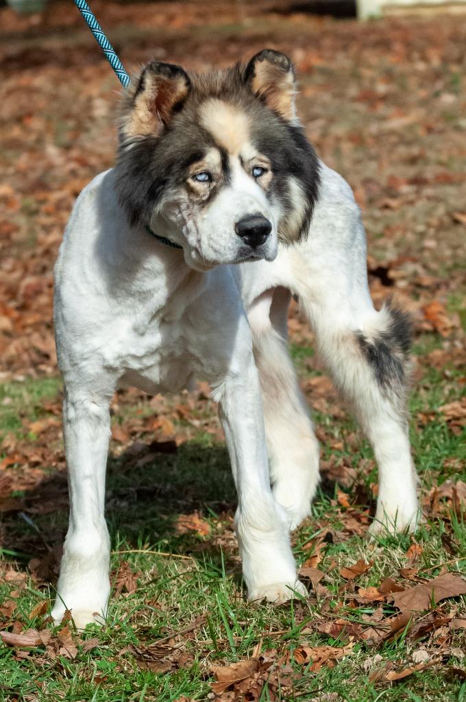 Chinook/Bear/Zeus, a Adoptable Husky in Johnson City, TN image 2/3