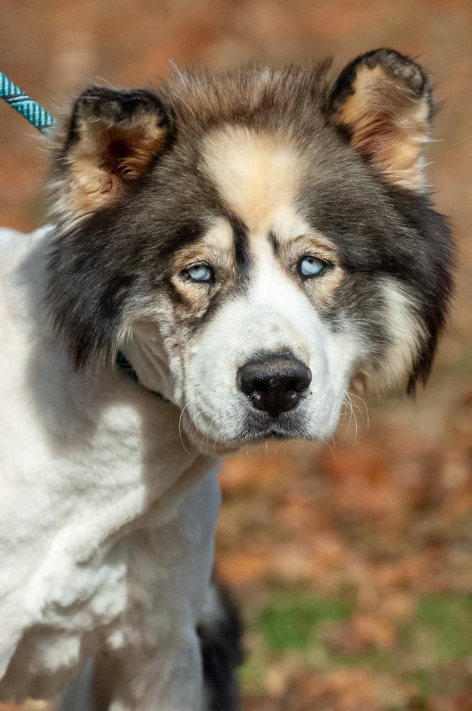 Chinook/Bear/Zeus, a Adoptable Husky in Johnson City, TN image 3/3