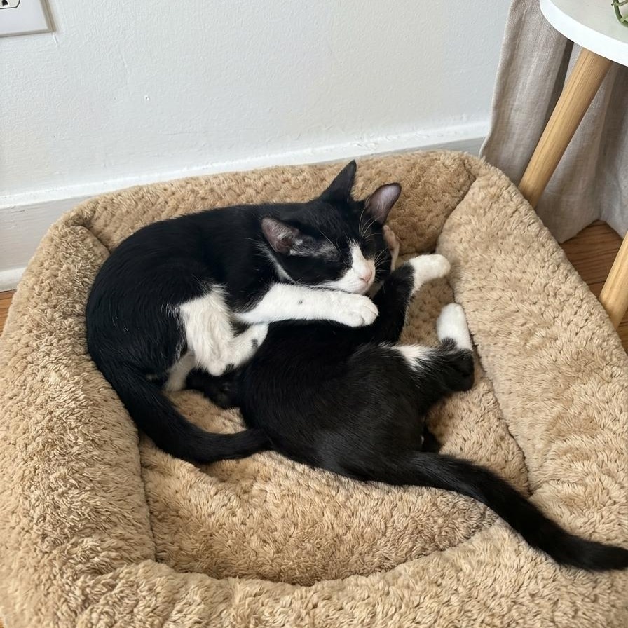 Enlarge Batman and Robin (bonded brothers), a Adoptable Domestic Short Hair in Miami Beach, FL image 5/6