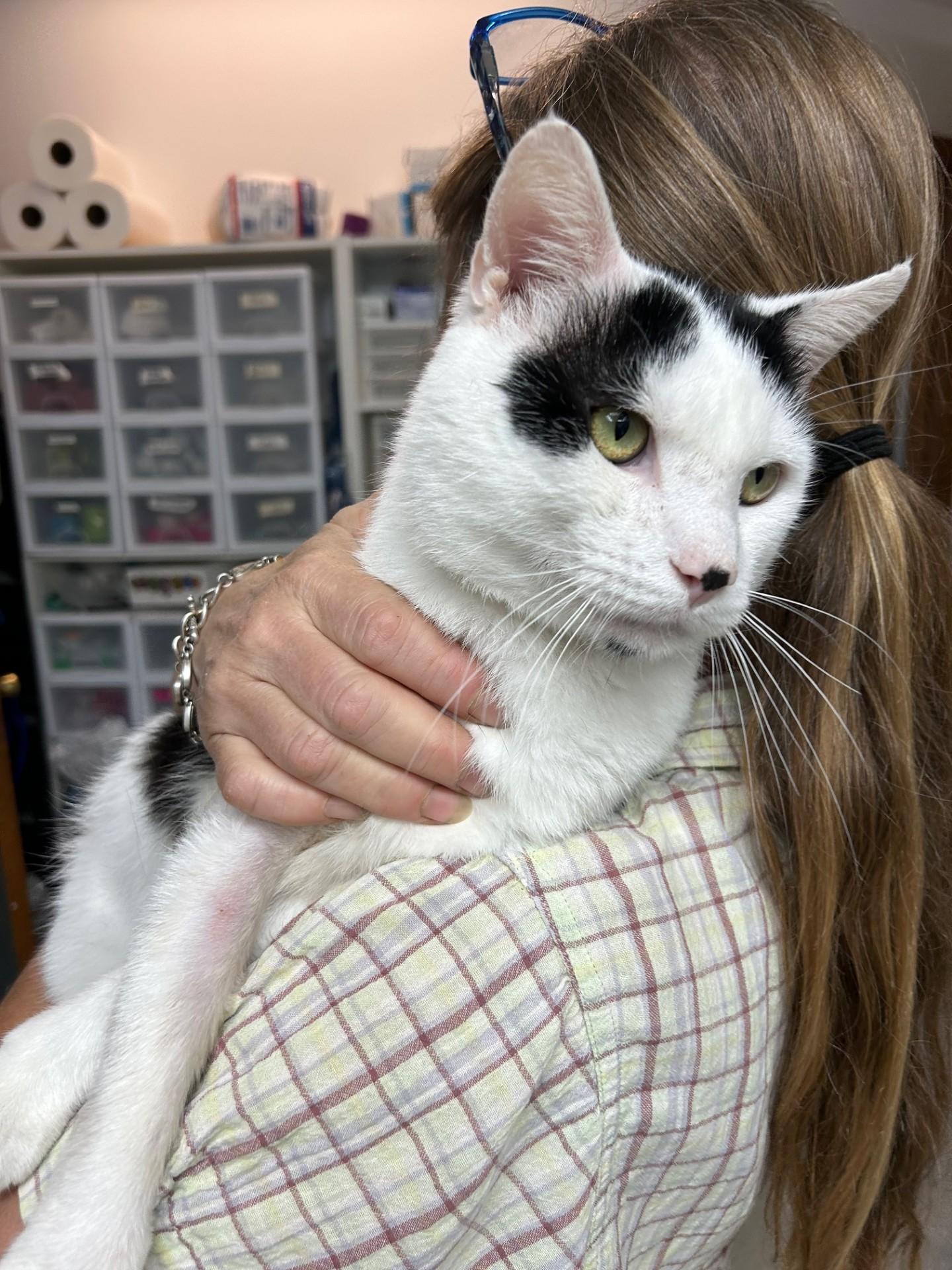 Enlarge Azrael, a Adoptable Domestic Short Hair in Floyd, VA image 3/3