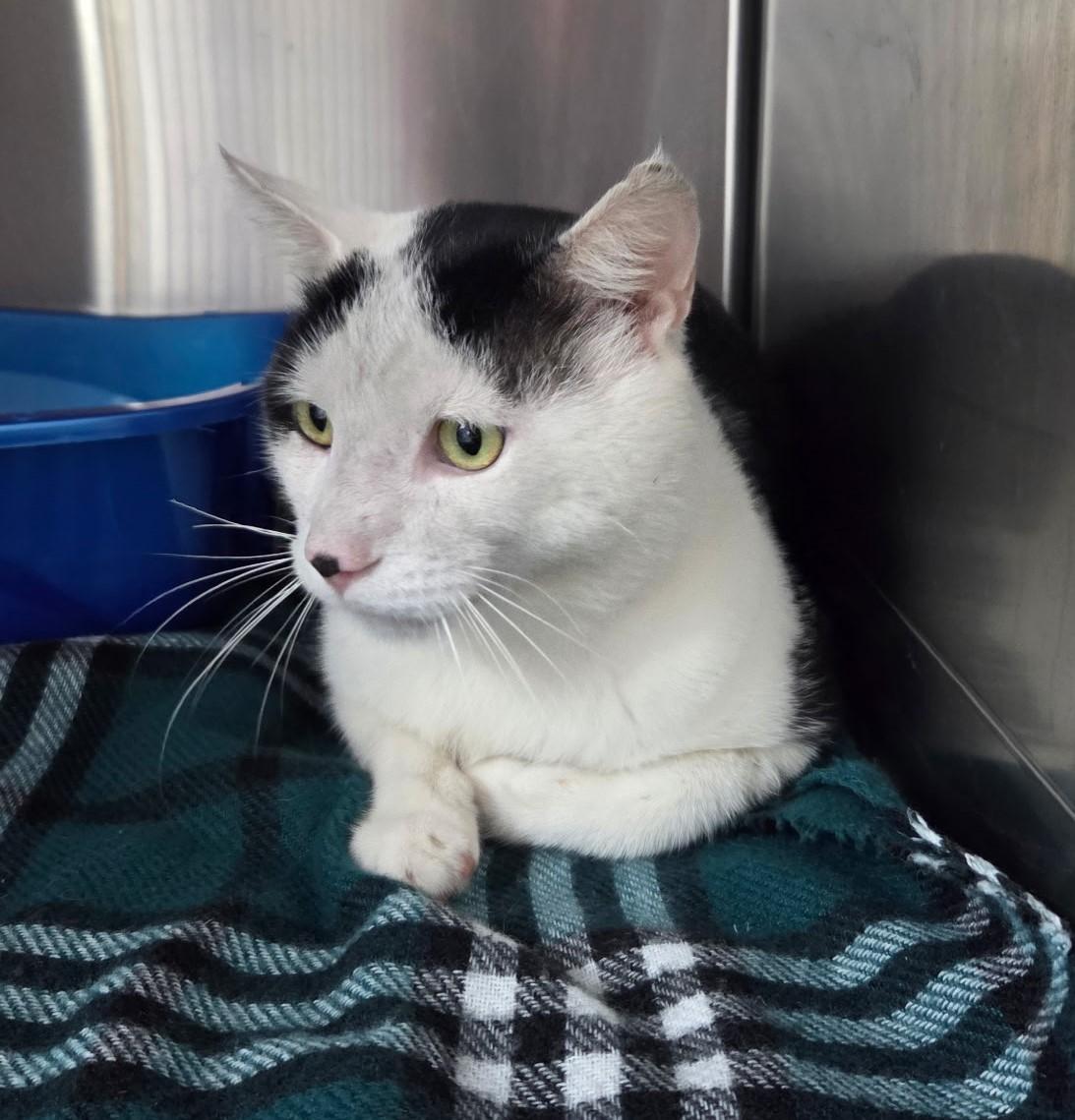 Enlarge Azrael, a Adoptable Domestic Short Hair in Floyd, VA image 2/3