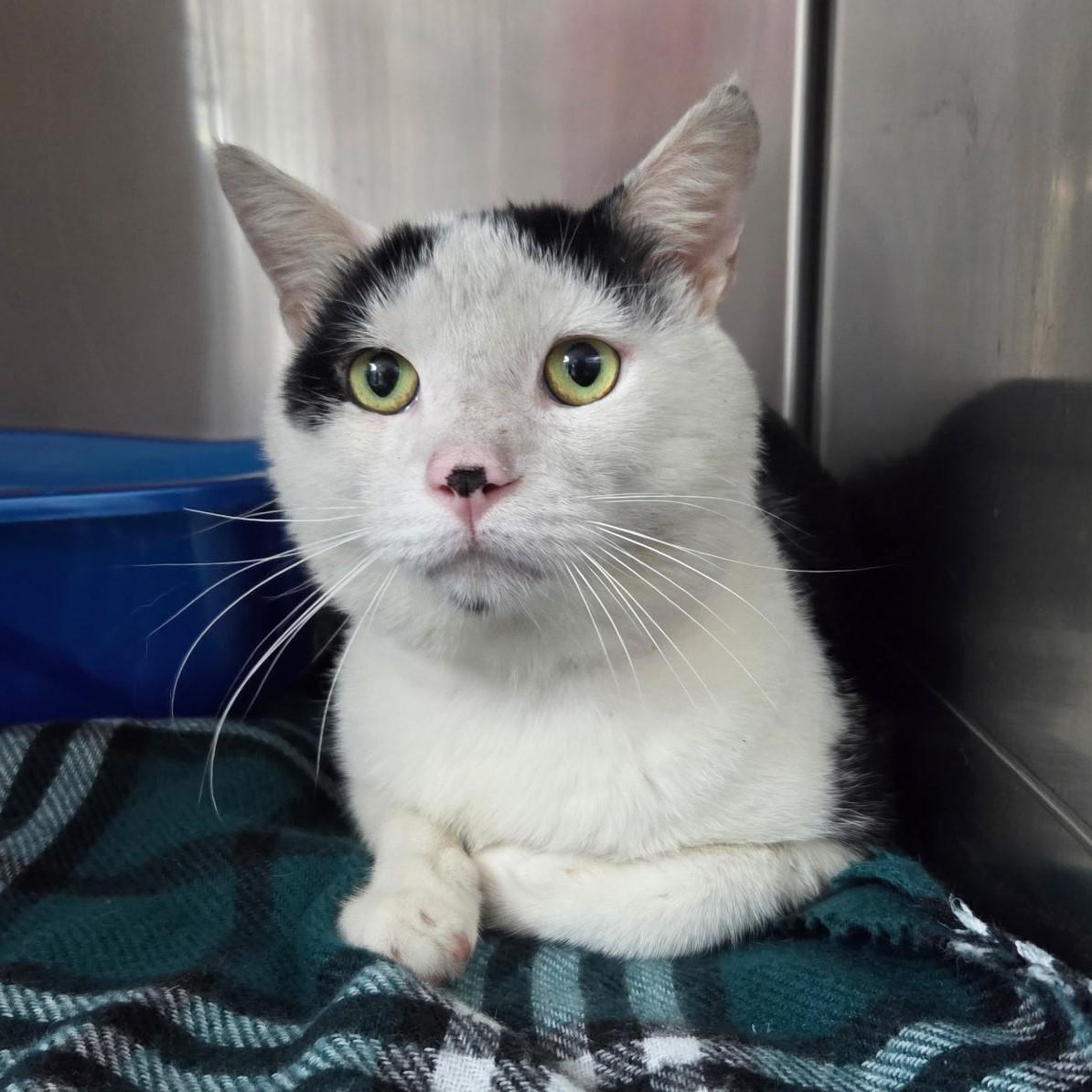 Azrael, Adoptable, Adult Male Domestic Short Hair.