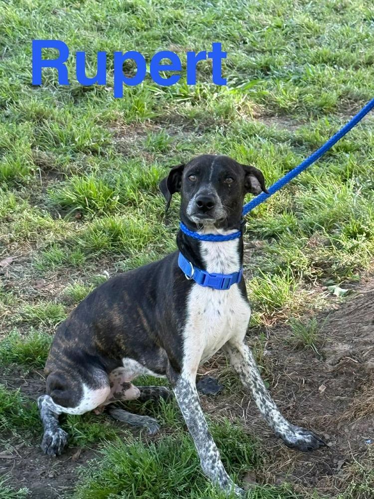 Rupert, Adoptable, Young Male Dachshund.