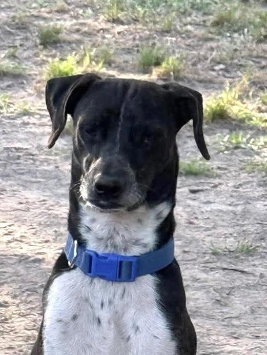 Rupert, a Adoptable mixed breed in Syracuse, NY image 2/5