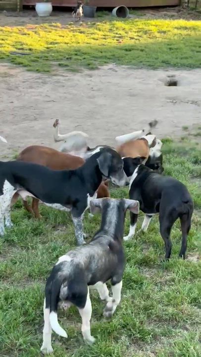 Enlarge Rupert, a Adoptable mixed breed in Syracuse, NY video 3/5