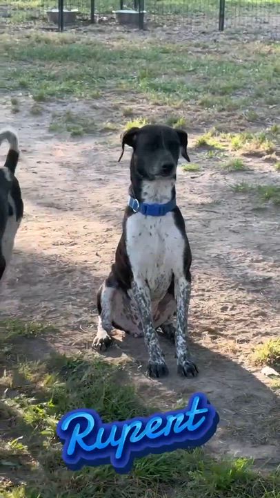 Enlarge Rupert, a Adoptable mixed breed in Syracuse, NY video 4/5