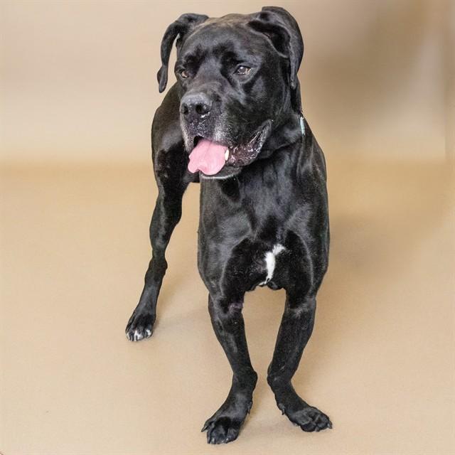 Enlarge DROOLBERT, a Adoptable mixed breed in St. Louis, MO image 1/1