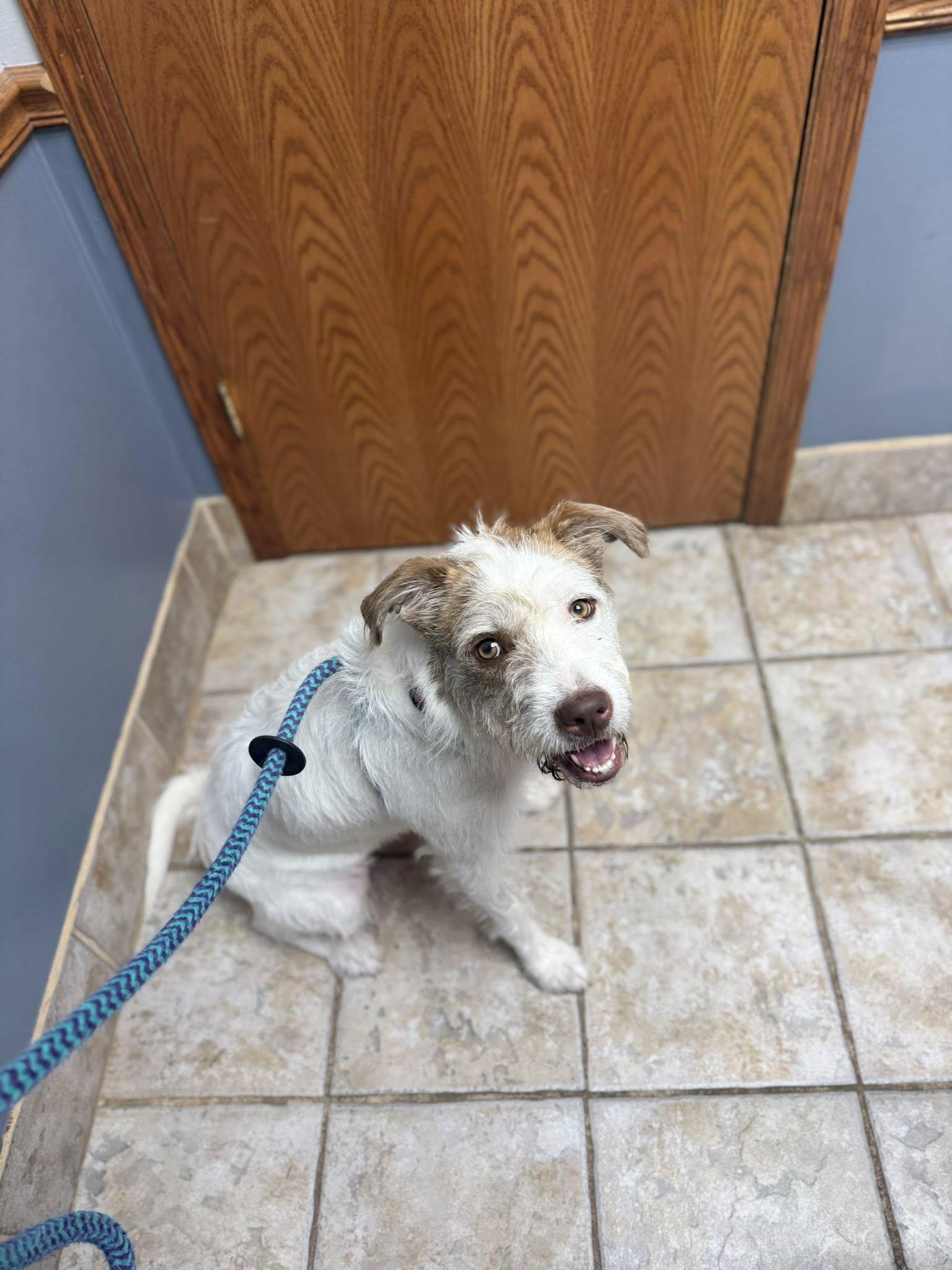 Moxie, a Adopted mixed breed in Cedar Rapids, IA image 2/3