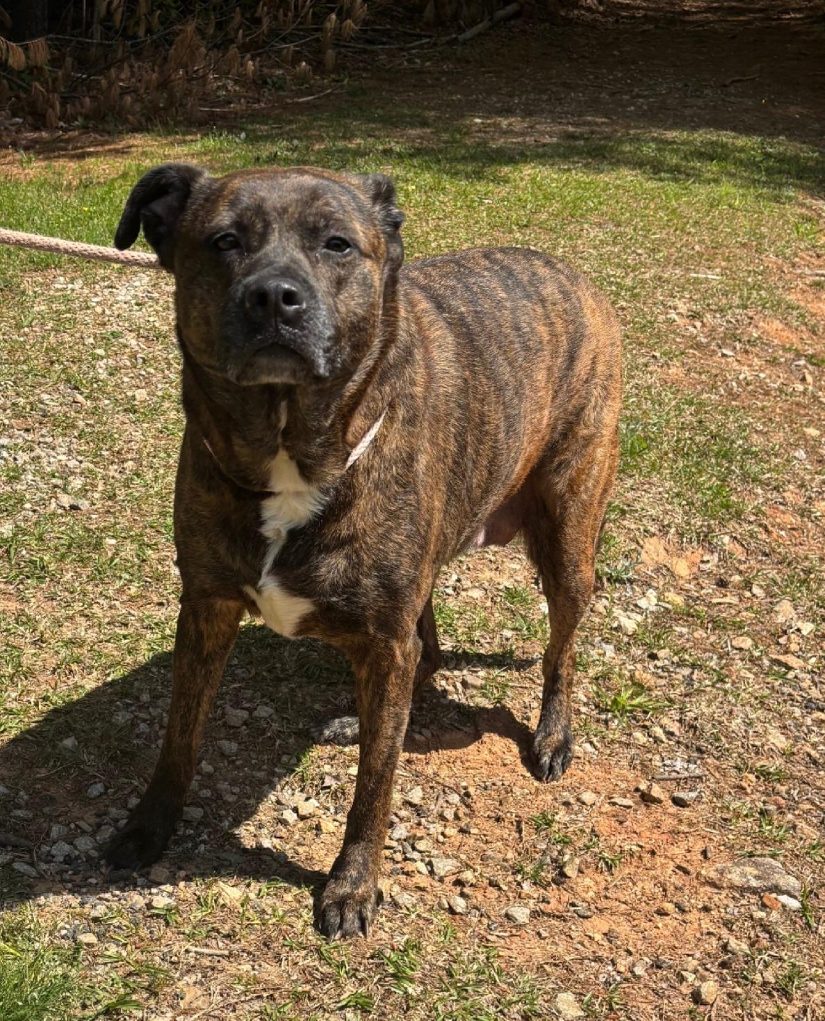 Enlarge Abby, a Adoptable mixed breed in Sautee Nacoochee, GA image 2/3