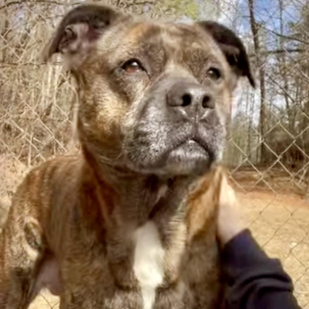 Abby, Adoptable, Adult Female American Bulldog & Australian Cattle Dog / Blue Heeler.