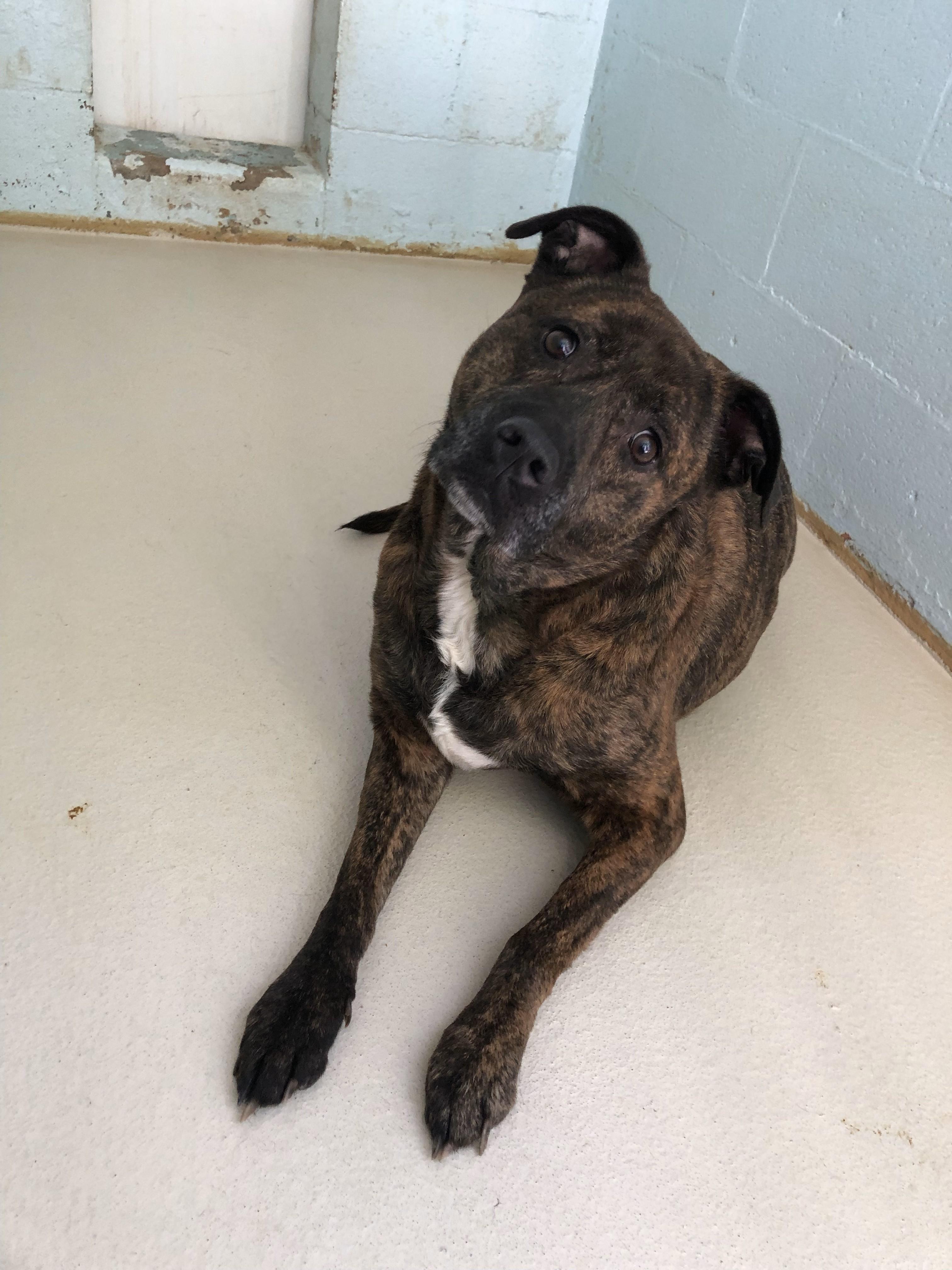 Enlarge Abby, a Adoptable mixed breed in Sautee Nacoochee, GA image 3/3