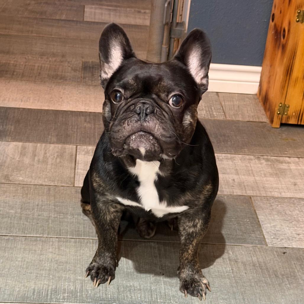 Ace, a Adoptable French Bulldog in Montgomery, TX image 1/2