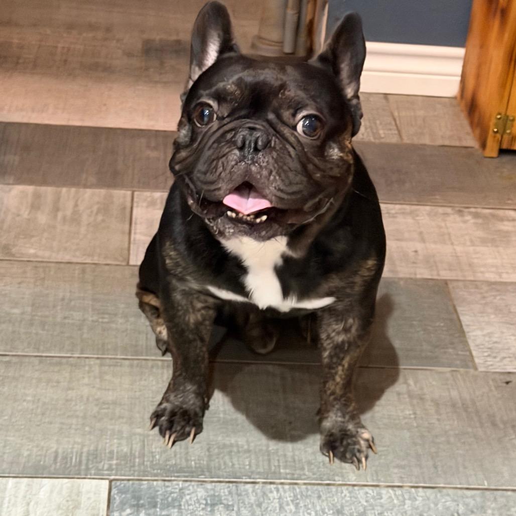 Ace, a Adoptable French Bulldog in Montgomery, TX image 2/2
