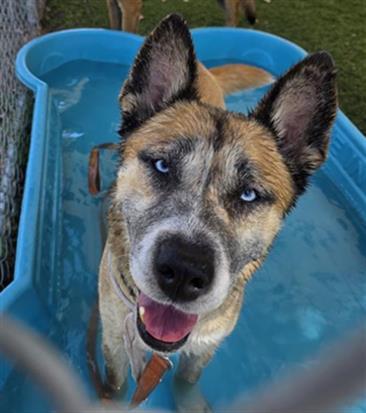 Enlarge BAMBI, a Adoptable mixed breed in Downey, CA image 1/1