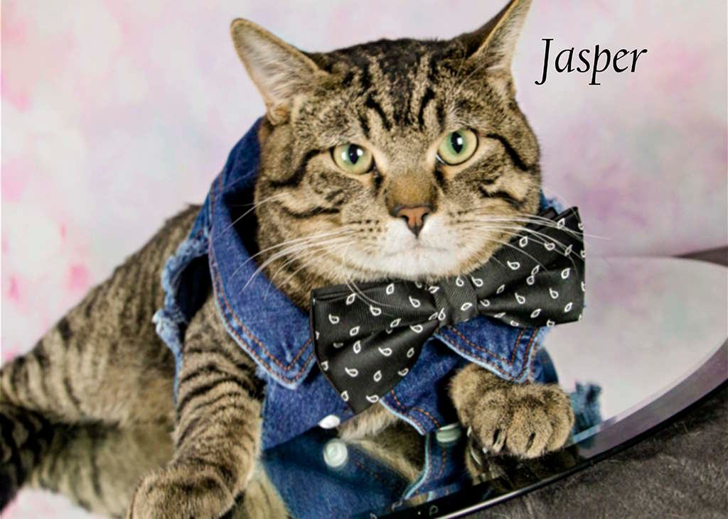 Enlarge Jasper, a Adoptable Tabby in York, NE image 1/11