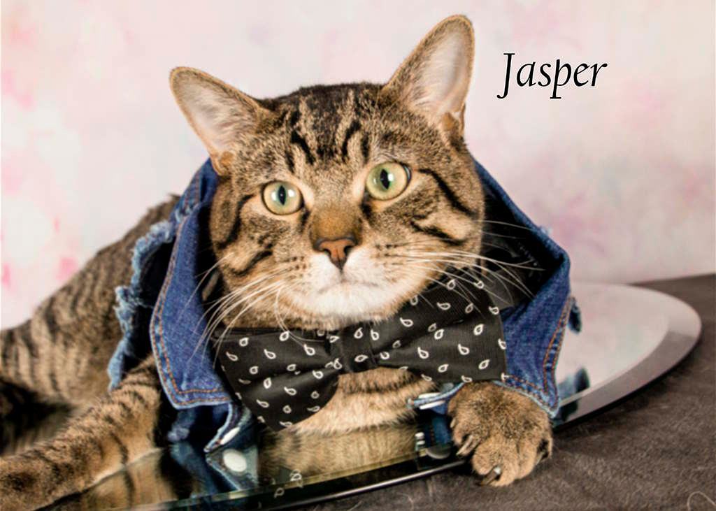 Enlarge Jasper, a Adoptable Tabby in York, NE image 2/11