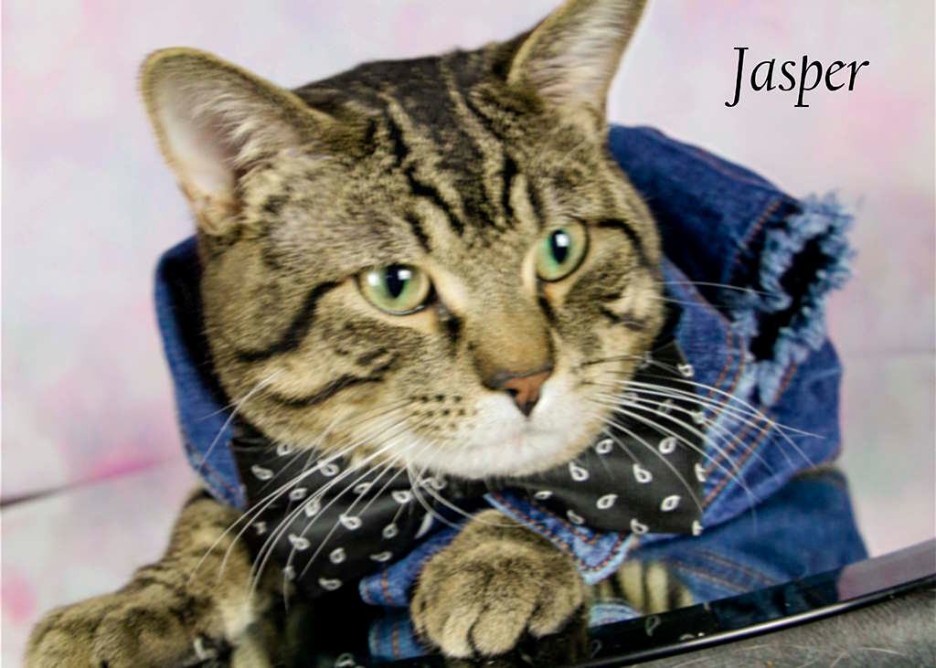 Enlarge Jasper, a Adoptable Tabby in York, NE image 3/11