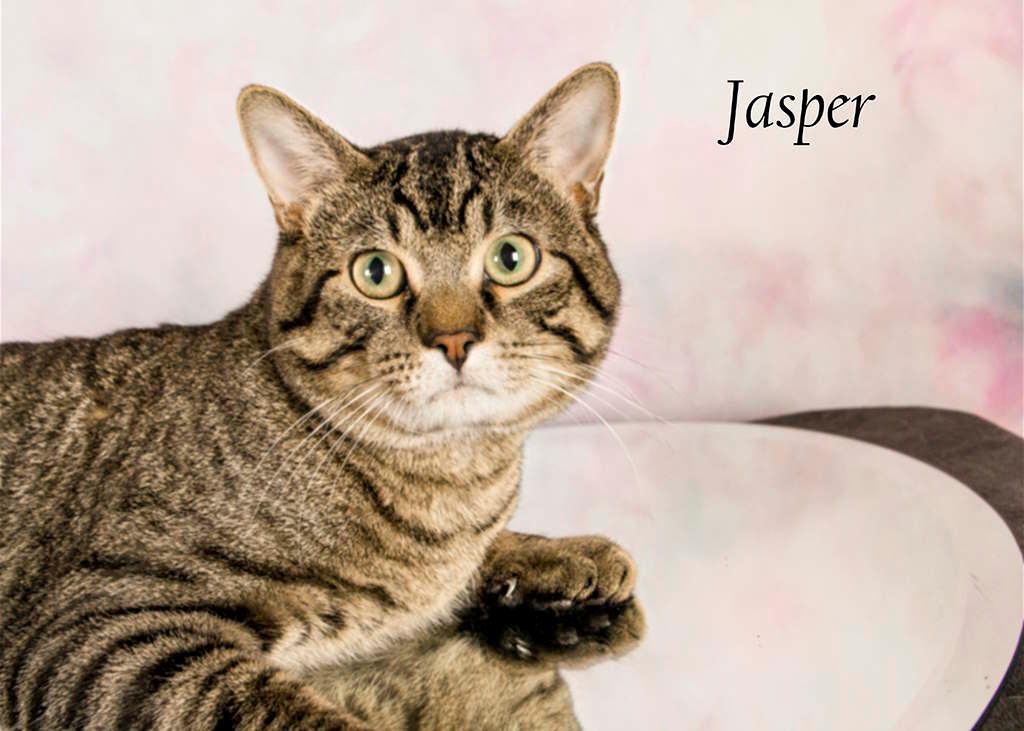 Enlarge Jasper, a Adoptable Tabby in York, NE image 4/11