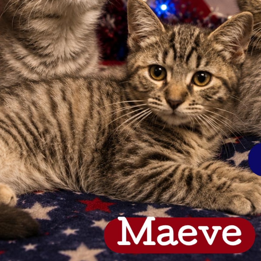 Enlarge Maeve, a Adoptable Domestic Short Hair in DuBois, PA image 1/1