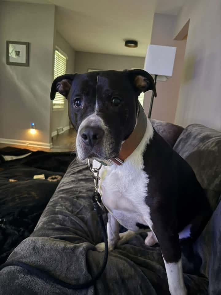 Buddy, Adoptable, Senior Male Pit Bull Terrier.