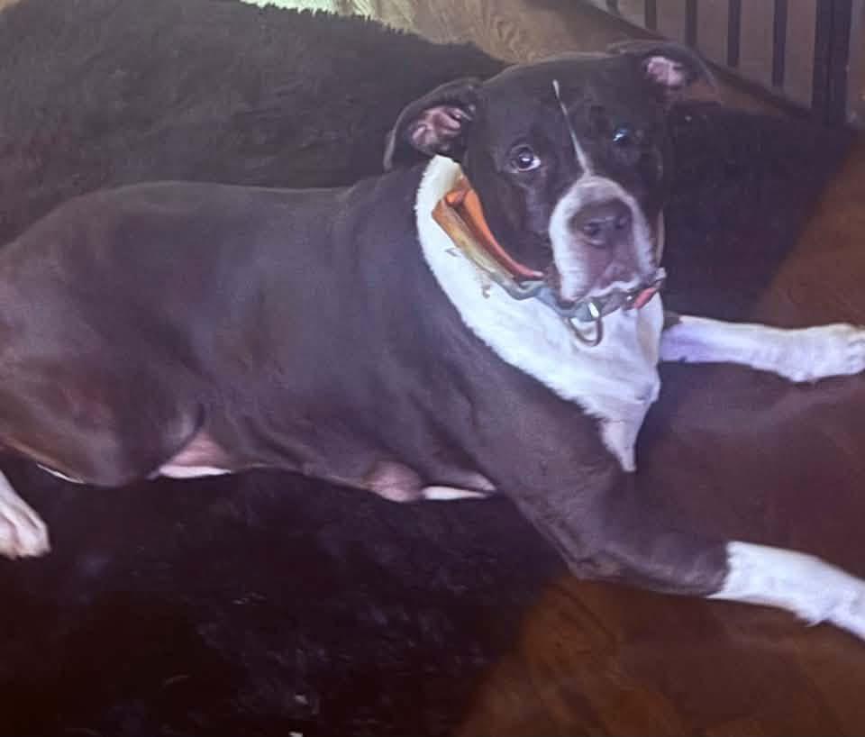 Enlarge Buddy, a Adoptable mixed breed in Milwaukee, WI image 2/3
