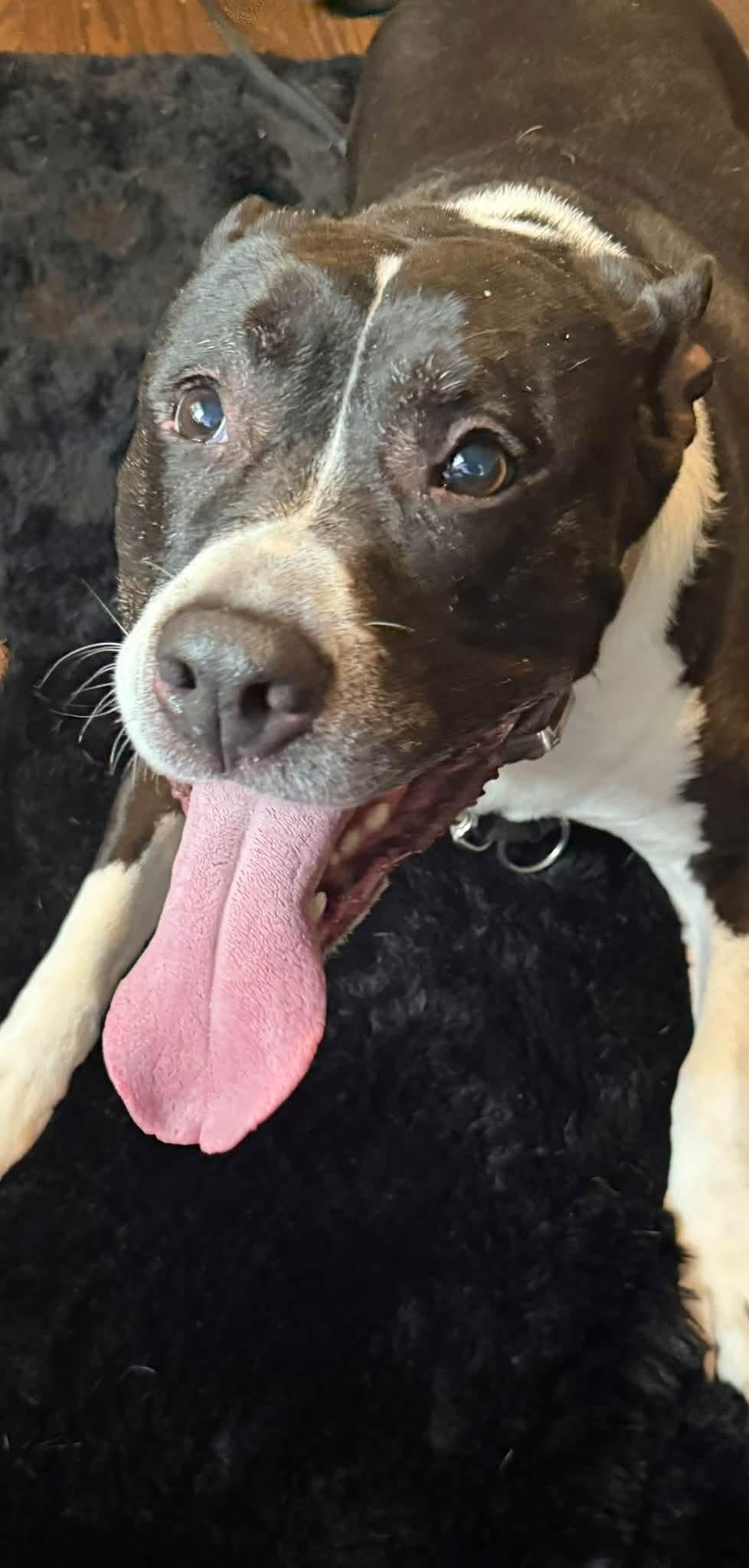 Enlarge Buddy, a Adoptable mixed breed in Milwaukee, WI image 3/3