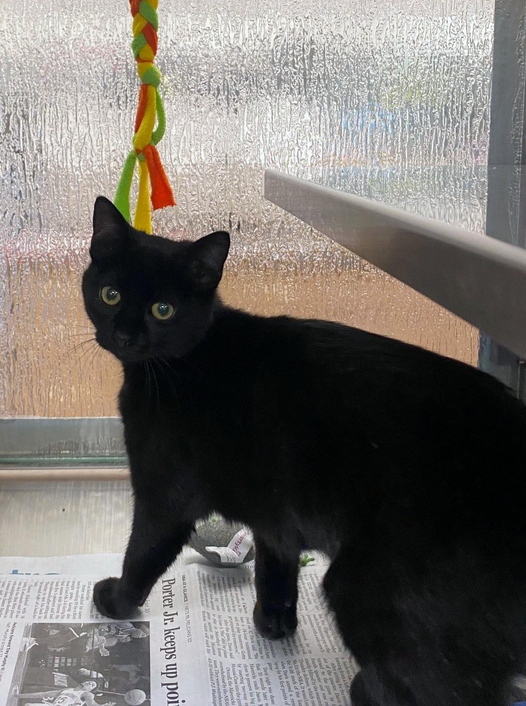 Pippin A214149, adopted, Kitten Female Domestic Short Hair.