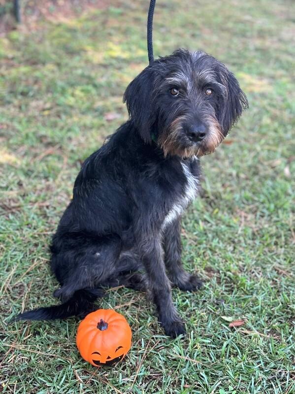 Brew, Adoptable, Adult Male Goldendoodle & Mixed Breed.
