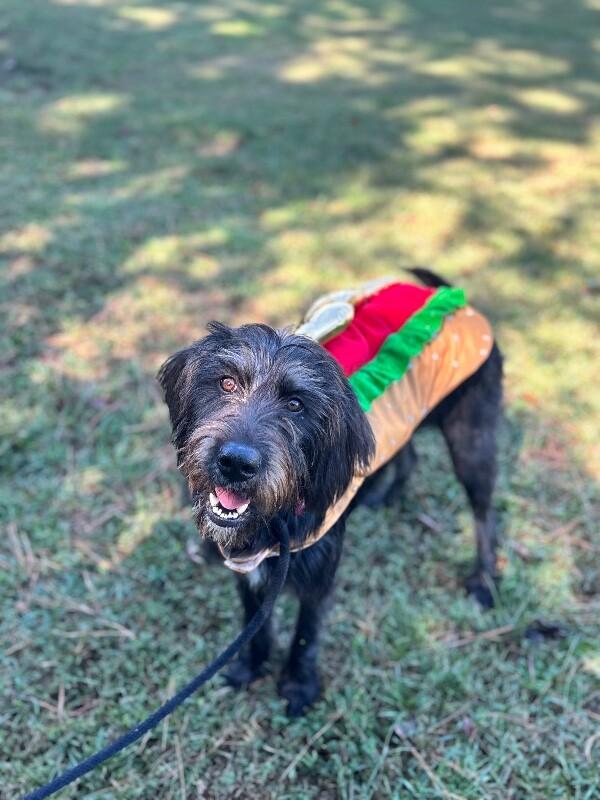 Enlarge Brew, a Adoptable mixed breed in Aiken, SC image 2/5