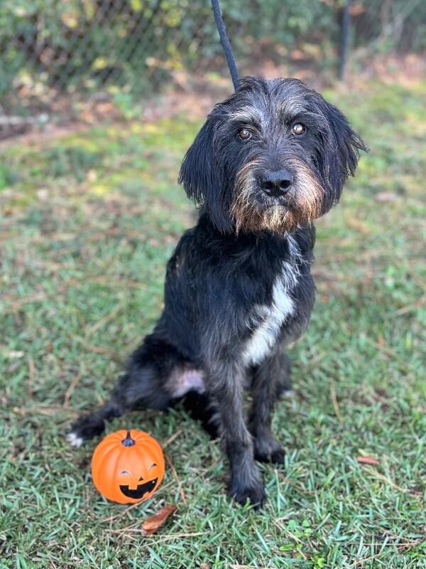 Enlarge Brew, a Adoptable mixed breed in Aiken, SC image 3/5