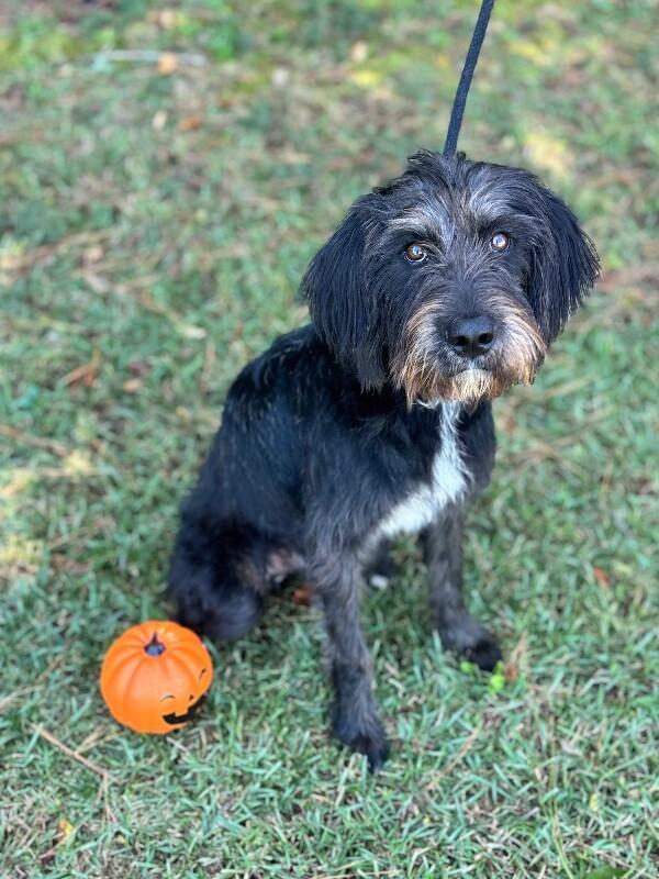 Enlarge Brew, a Adoptable mixed breed in Aiken, SC image 4/5