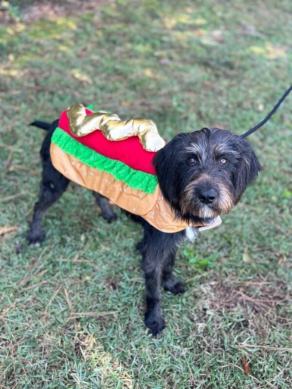 Enlarge Brew, a Adoptable mixed breed in Aiken, SC image 5/5