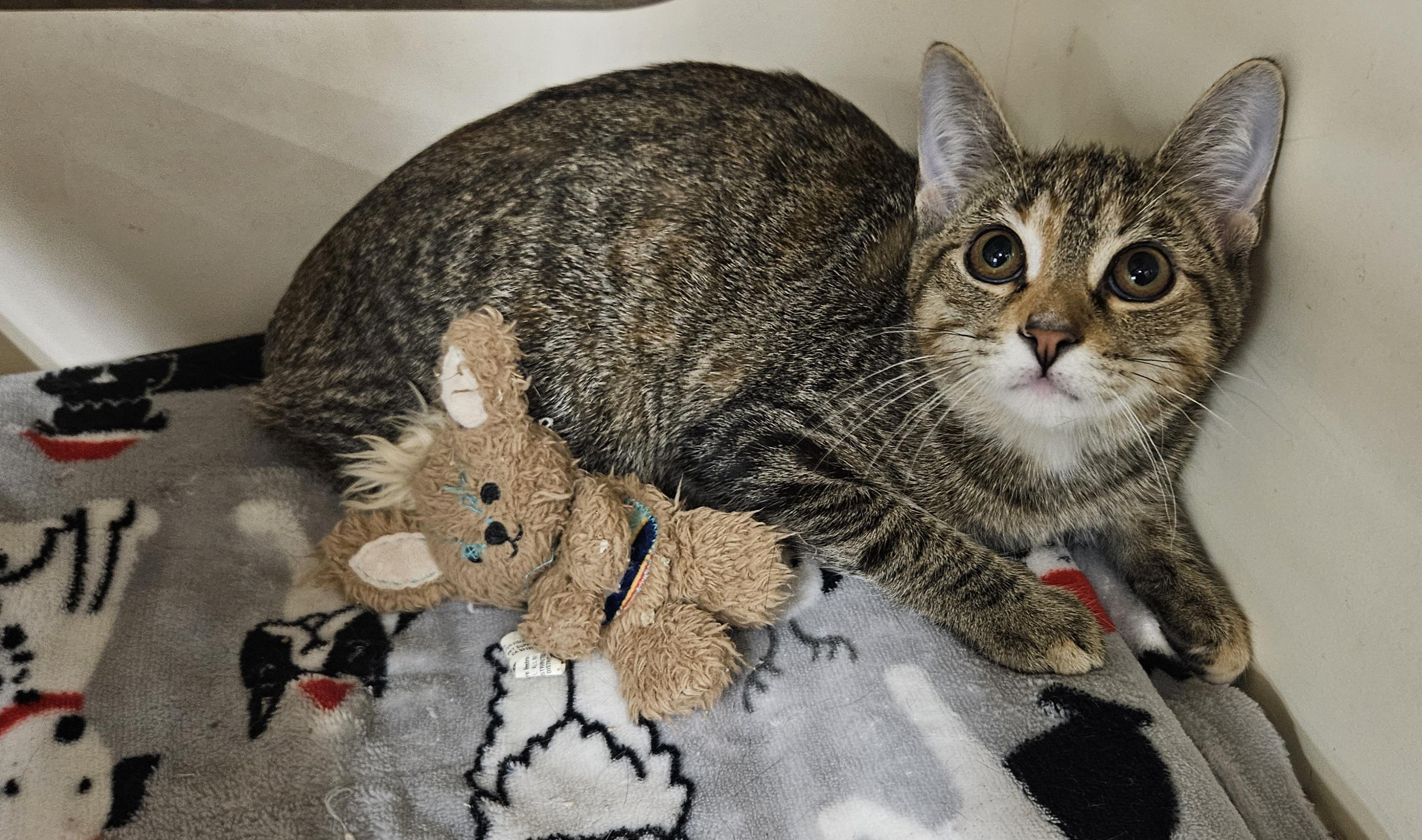 Enlarge Minnie, a Adoptable Torbie in Nashville, TN image 2/6