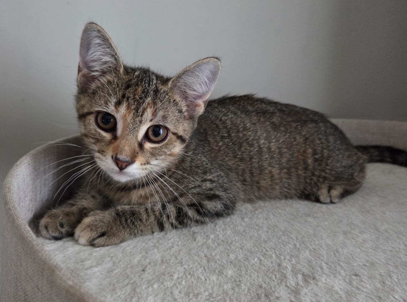Minnie, Adoptable, Young Female Torbie.