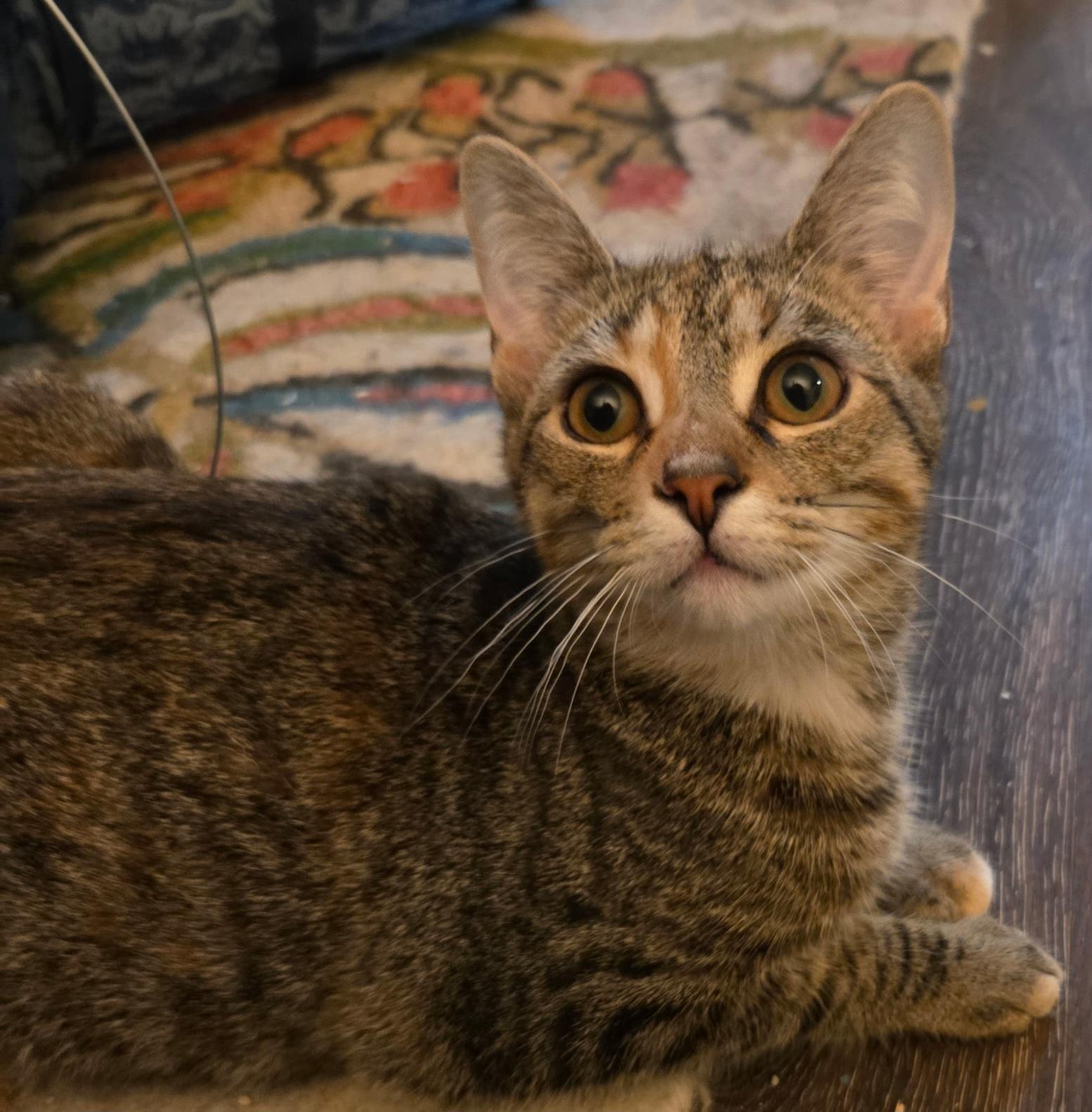 Enlarge Minnie, a Adoptable Torbie in Nashville, TN image 6/6