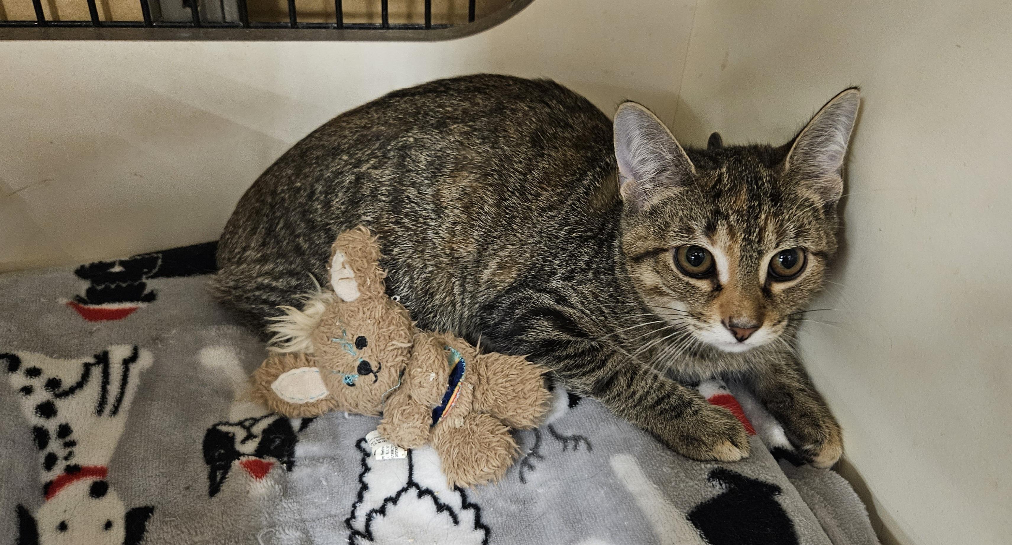 Enlarge Minnie, a Adoptable Torbie in Nashville, TN image 4/6