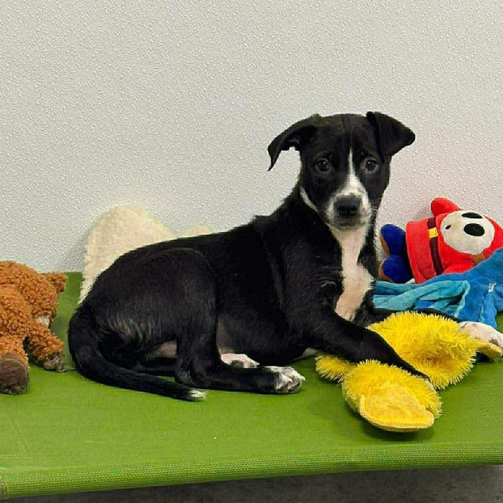 Malone, a Adoptable mixed breed in Tomball, TX image 1/6