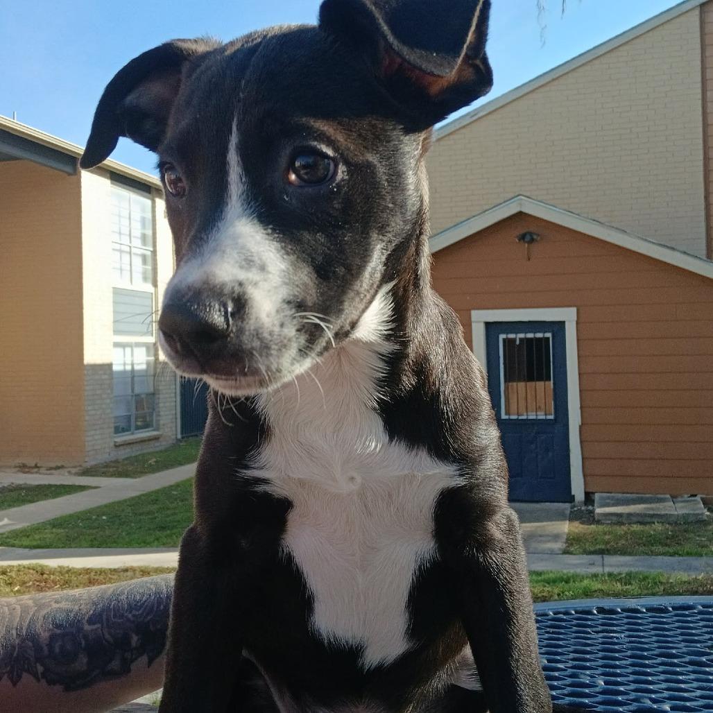 Malone, a Adoptable mixed breed in Tomball, TX image 2/6