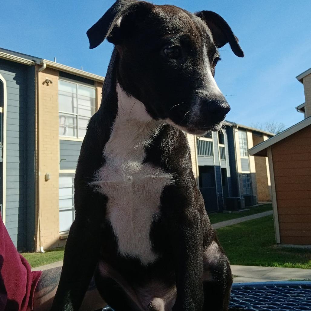 Malone, a Adoptable mixed breed in Tomball, TX image 3/6