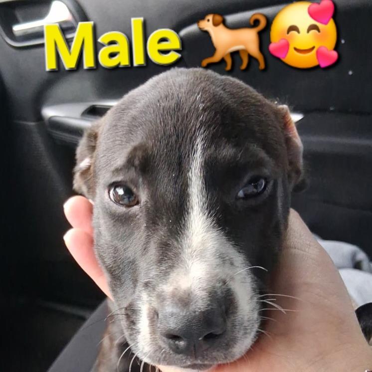 Malone, a Adoptable mixed breed in Tomball, TX image 4/6